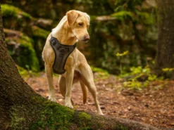 Rukka Pets Hundegeschirr Star Black -Günstiges Hundeshop Geschäft 933994 Product