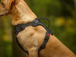 Rukka Pets Hundegeschirr Star Black -Günstiges Hundeshop Geschäft 933995 Product