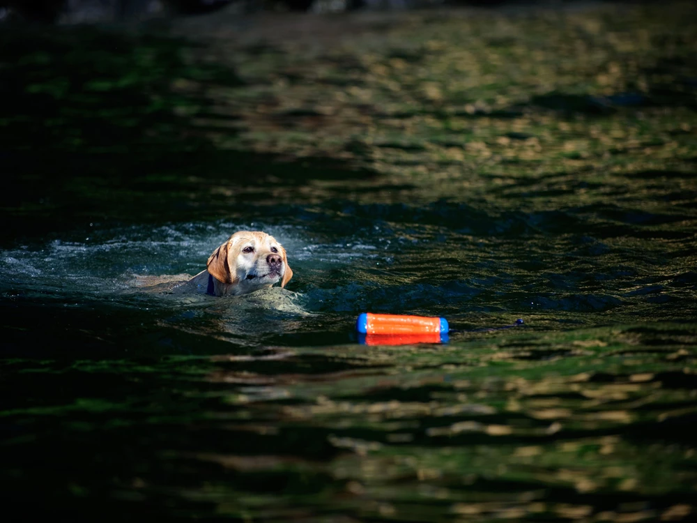 Chuckit Dummy Amphibious Bumper Small 5 Chuckit Dummy Amphibious Bumper Small – Bild 3