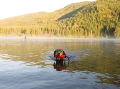 Chuckit Dummy Amphibious Bumper Small 11 Chuckit Dummy Amphibious Bumper Small -Günstiges Hundeshop Geschäft 938178 Product