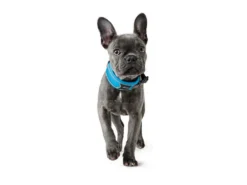 Hunter Divo Hundehalsband Hellblau/grau 11 Hunter Divo Hundehalsband Hellblau/grau -Günstiges Hundeshop Geschäft 939584 Product
