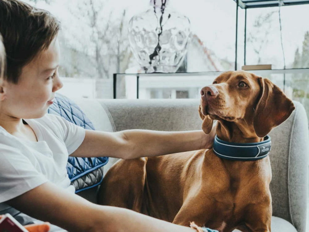 Hunter Divo Hundehalsband Blau/grau 6 Hunter Divo Hundehalsband Blau/grau – Bild 4