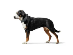 Hunter Divo Hundehalsband Grau 10 Hunter Divo Hundehalsband Grau -Günstiges Hundeshop Geschäft 940383 Product