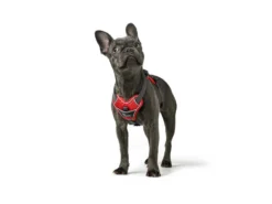 Hunter Hundegeschirr Divo Rot/grau -Günstiges Hundeshop Geschäft 942195 Product