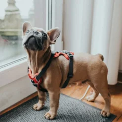 Hunter Hundegeschirr Divo Rot/grau -Günstiges Hundeshop Geschäft 942196 Product