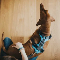 Hunter Hundegeschirr Divo Hellblau/grau -Günstiges Hundeshop Geschäft 943022 Product