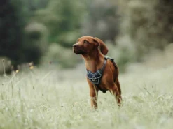 Hunter Hundegeschirr Divo Blau/grau 18 Hunter Hundegeschirr Divo Blau/grau -Günstiges Hundeshop Geschäft 943414 Product