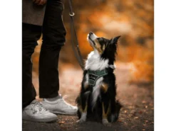 Hunter Hundegeschirr Divo Grün/grau -Günstiges Hundeshop Geschäft 943813 Product