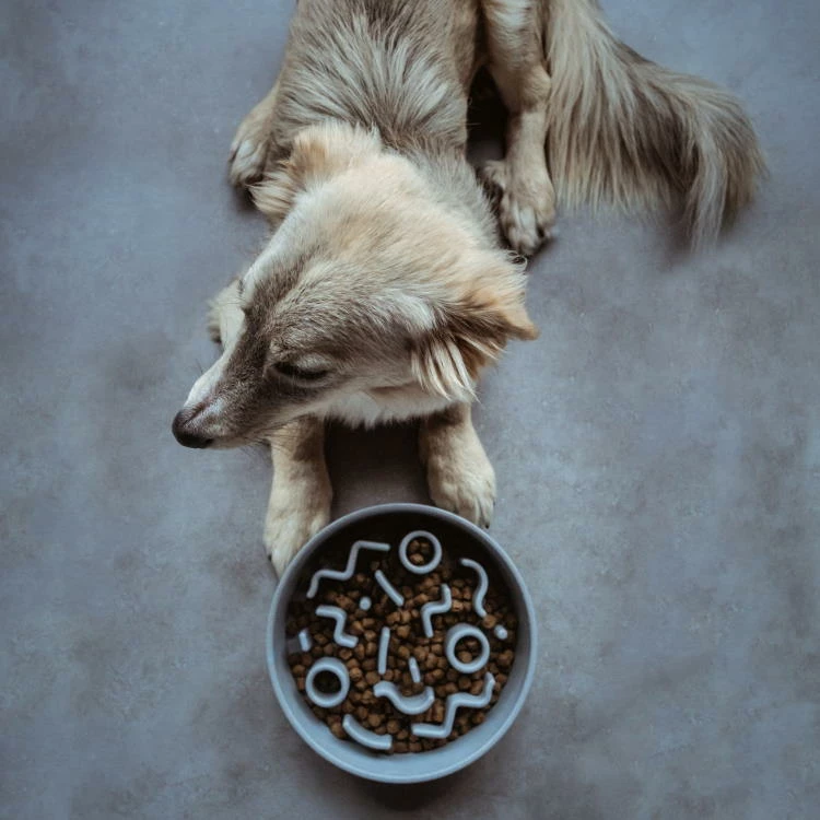 District 70 BAMBOO Slow Feeder Futternapf Ice Blue 5 District 70 BAMBOO Slow Feeder Futternapf Ice Blue – Bild 3