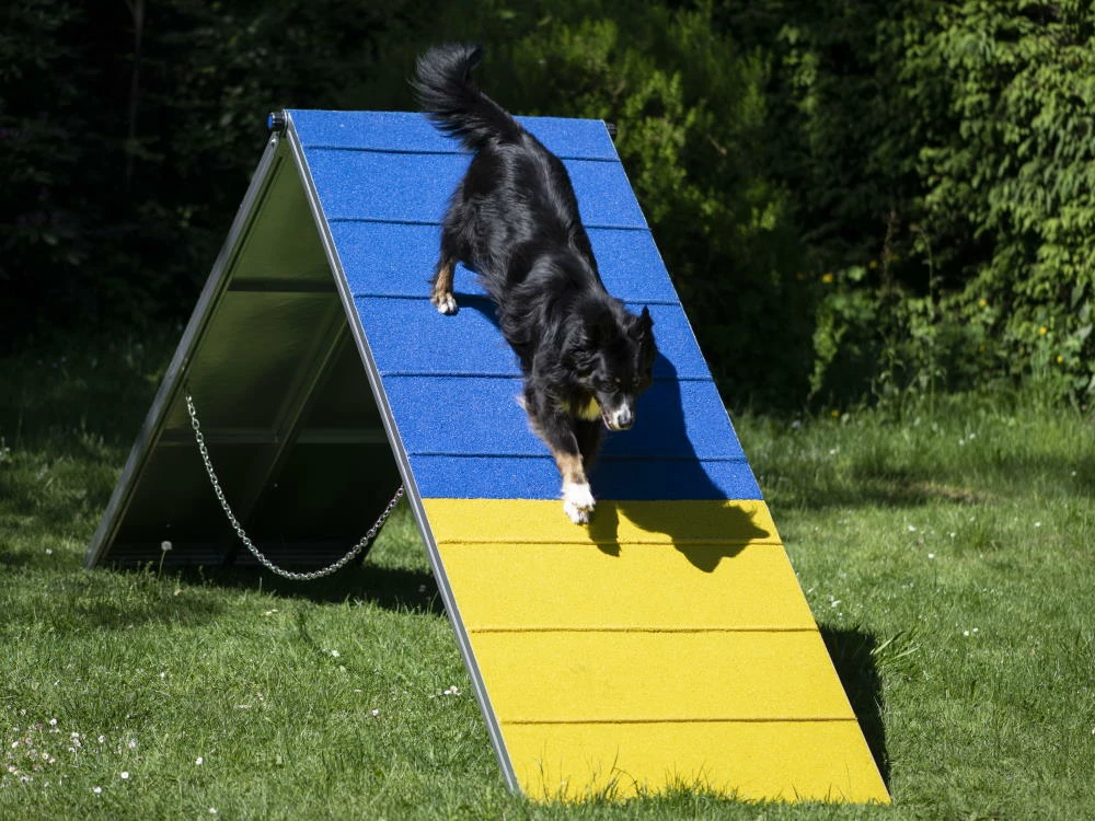 Hunde Profi Agility ALU A-Wand FCI Konform 3 Hunde Profi Agility ALU A-Wand FCI Konform