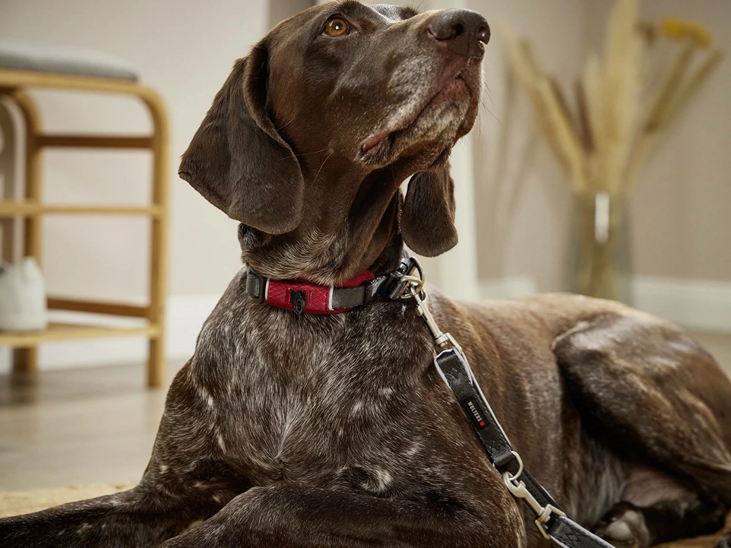 Wolters Active Pro Comfort Hundehalsband Rot/anthrazit 4 Wolters Active Pro Comfort Hundehalsband Rot/anthrazit – Bild 2