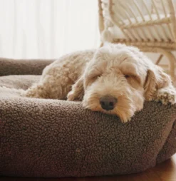 Swaggin Tails Hundebett Drömmig Sturmbraun -Günstiges Hundeshop Geschäft 965039 Product