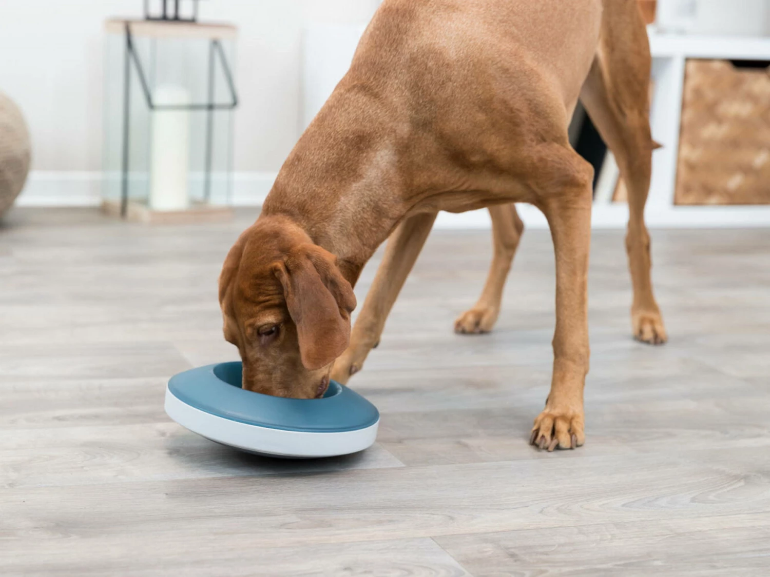 Trixie Slow Feeding Hundenapf Rocking Bowl 4 Trixie Slow Feeding Hundenapf Rocking Bowl – Bild 2