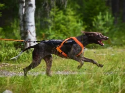 Non-Stop Dogwear Zughundegeschirr Freemotion Harness 5.0 Orange 18 Non-Stop Dogwear Zughundegeschirr Freemotion Harness 5.0 Orange -Günstiges Hundeshop Geschäft 978358 Product