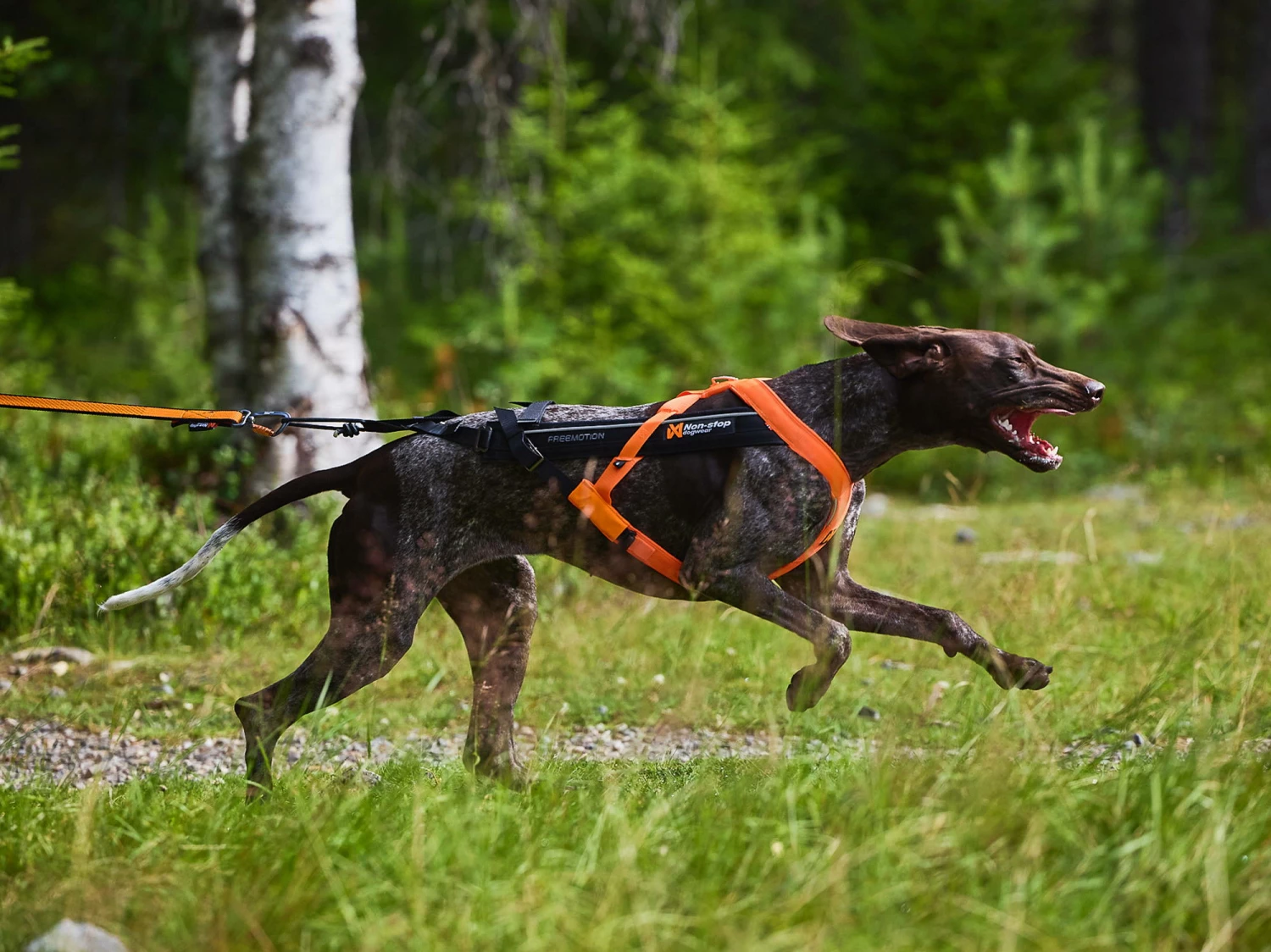 Non-Stop Dogwear Zughundegeschirr Freemotion Harness 5.0 Orange 9 Non-Stop Dogwear Zughundegeschirr Freemotion Harness 5.0 Orange – Bild 7