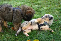 Hunter Hundegeschirr Divo Grün/grau -Günstiges Hundeshop Geschäft 980692 Product