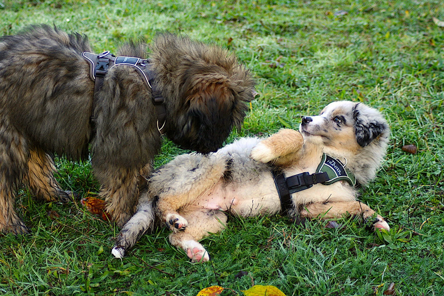 Hunter Hundegeschirr Divo Grau 9 Hunter Hundegeschirr Divo Grau – Bild 7