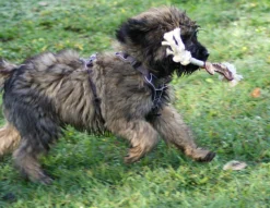 Hunter Hundegeschirr Divo Grau 18 Hunter Hundegeschirr Divo Grau -Günstiges Hundeshop Geschäft 980734 Product