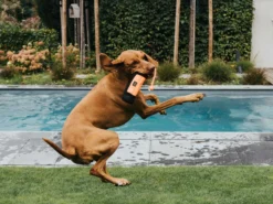 Hunter Trainer Snack Dummy Mit Seil -Günstiges Hundeshop Geschäft 995695 Product