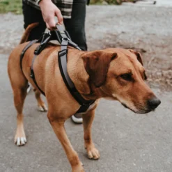 Hunter Sicherheitsgeschirr Maldon Schwarz/grau 19 Hunter Sicherheitsgeschirr Maldon Schwarz/grau -Günstiges Hundeshop Geschäft 996035 Product