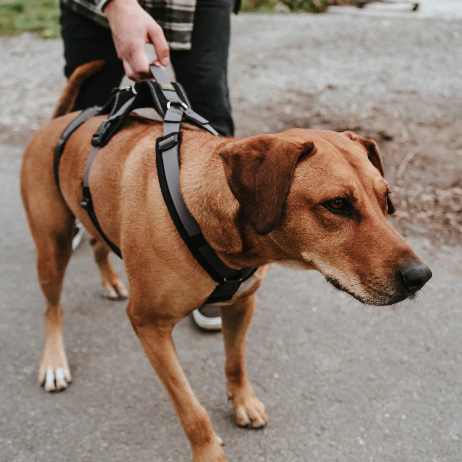 Hunter Sicherheitsgeschirr Maldon Schwarz/grau 10 Hunter Sicherheitsgeschirr Maldon Schwarz/grau – Bild 8