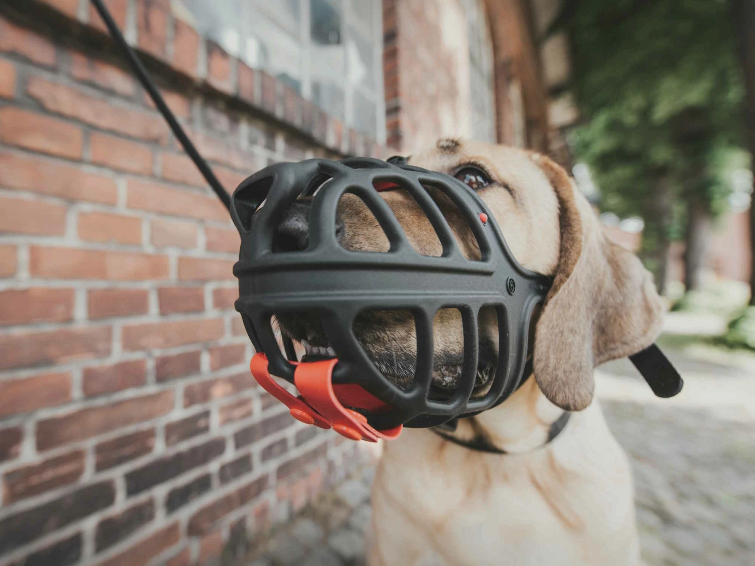 Hunter Maulkorb Albury 12 Hunter Maulkorb Albury – Bild 10