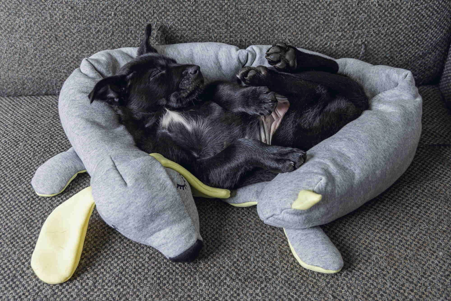 Hello Puppy Welpen Schlafrolle Doggy 5 Hello Puppy Welpen Schlafrolle Doggy – Bild 3